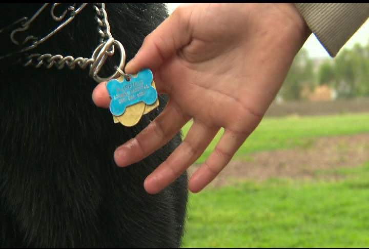 The Regional District of the Central Okanagan is cracking down on unlicensed dogs, stating there are more than 3,200 dogs who were licensed last year, but not this year. 