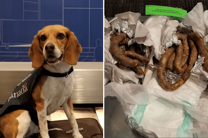 Two detector dogs intercepted luggage containing four kilos of sausage on a flight from El Salvador, the CBSA says.