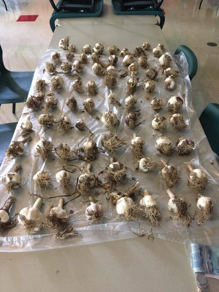 The school says someone returned some of the garlic Wednesday morning.