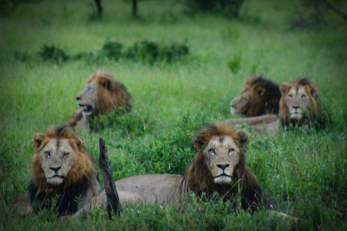 *** EXCLUSIVE ***

KRUGER NATIONAL PARK, SOUTH AFRICA, JANUARY 2015: Photographer Ronesh was later informed that the pride was in fact known as the Gomondwane Males in Kruger National Park, South Africa.

A coalition of six male lions look up with gleaming eyes before strolling towards the photographer sitting only 10m away. Shot in Kruger National Park, South Africa, the following series of stunning images were taken by wildlife photographer Ronesh Parbhoo. The South African photographer later learned that the lions were in fact a coalition that ruled the area.

PHOTOGRAPH BY Ronesh Parbhoo / Barcroft Media


UK Office, London.
T +44 845 370 2233
W www.barcroftmedia.com

USA Office, New York City.
T +1 212 796 2458
W www.barcroftusa.com

Indian Office, Delhi.
T +91 11 4053 2429
W www.barcroftindia.com (Photo credit should read Ronesh Parbhoo / Barcroft Media / Barcroft Media via Getty Images).
