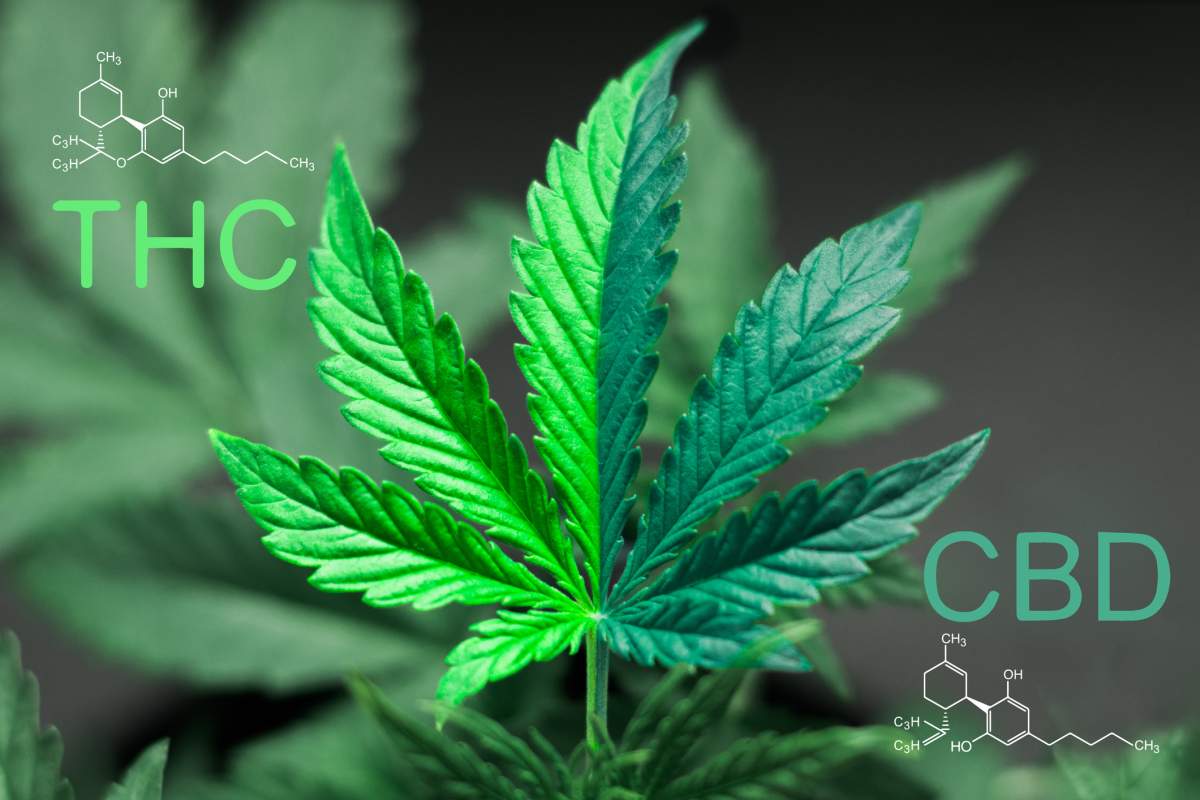 Molson enters into joint venture to develop cannabis infused beverages - image
