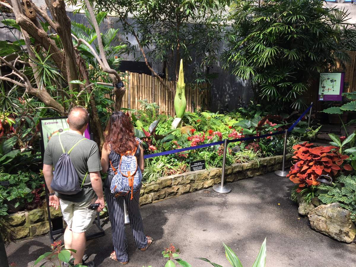 The corpse flower already stands about six feed high.