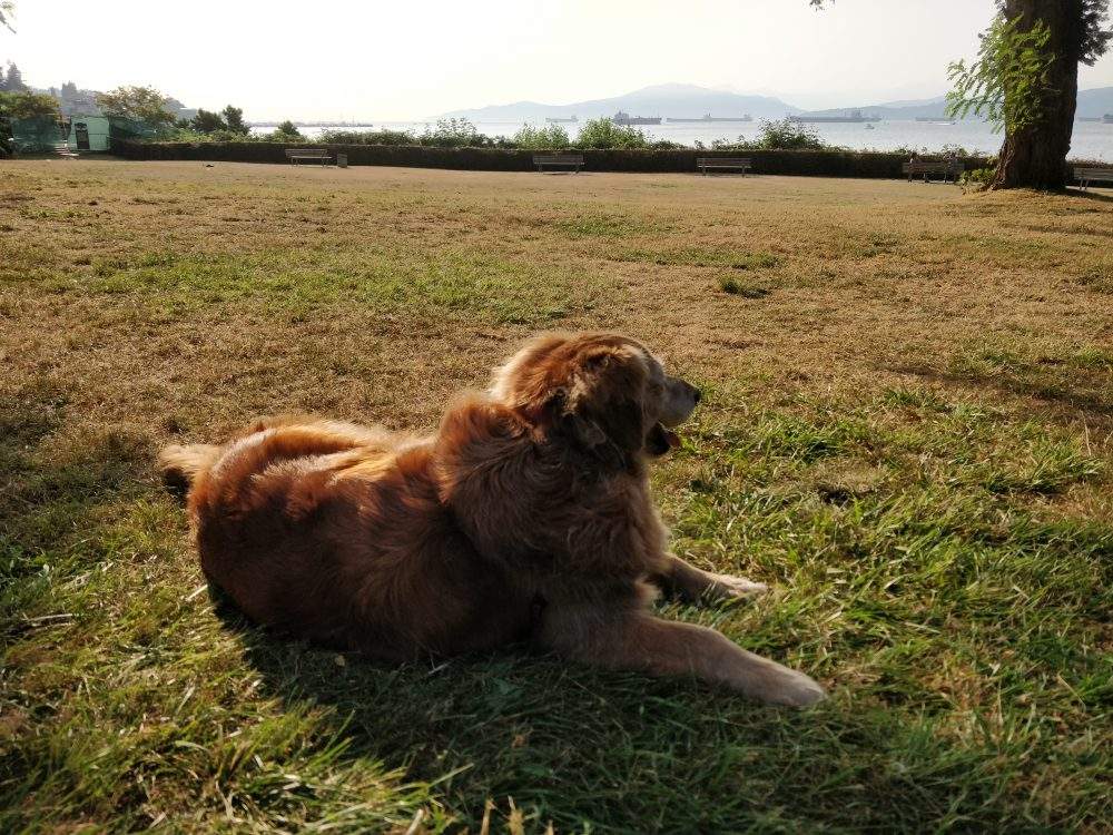 Copper, photographed before he was attacked.