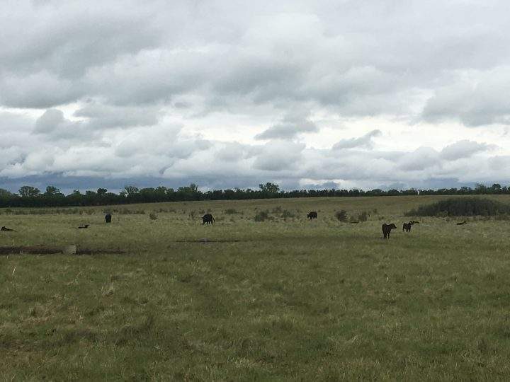 Dry conditions mean Friesen’s cattle may run out of grass before grazing season concludes.