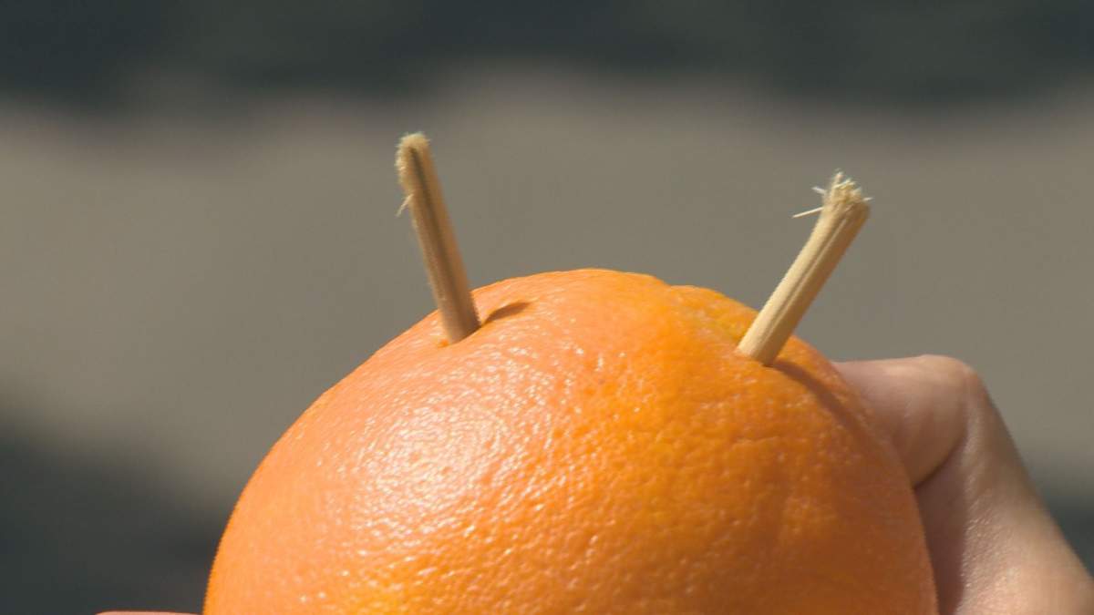 Kurtis Baute uses an orange to demonstrate a scale model of his bike/sundial experiment. Note that the shadows of the sticks are different lengths, similar to the shadows cast by sundials in Regina and Stoughton.