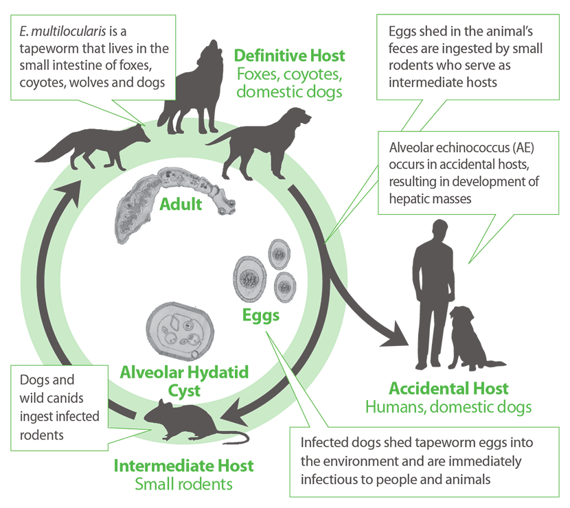 Courtesy of Bayer Animal Health Canada