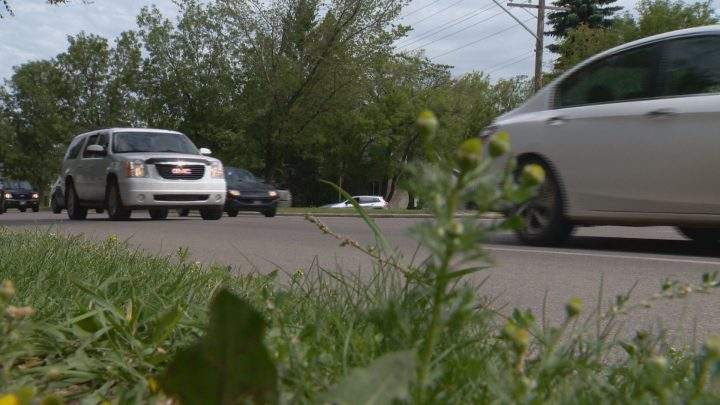 Medical marijuana users fear impaired driving laws once cannabis is legal - image
