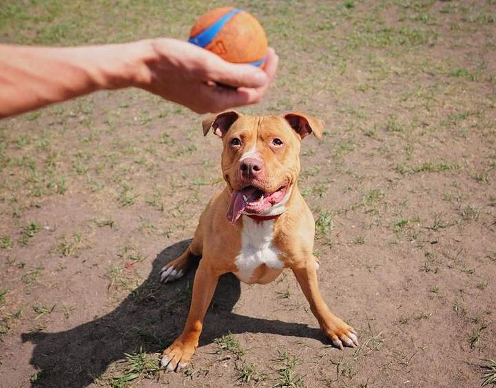 Molly is one of the pit bulls that works with recovery addicts through a partnership with Pit Bulls for Life and Our House Recover Centre.