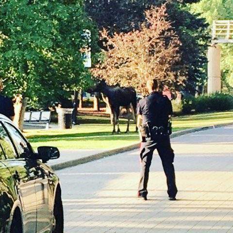 Officials relocate a moose found near Eau Claire Market.