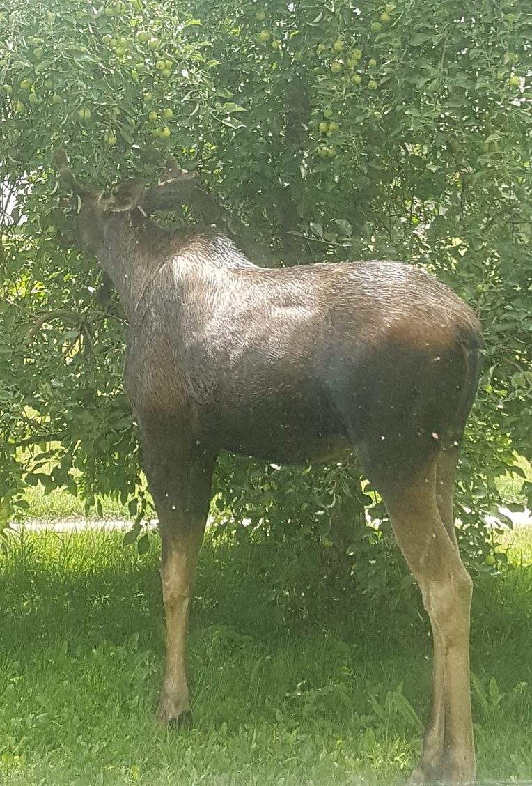 Amy-Lynn Schrammel was shocked to see a moose munching on apples in her yard.