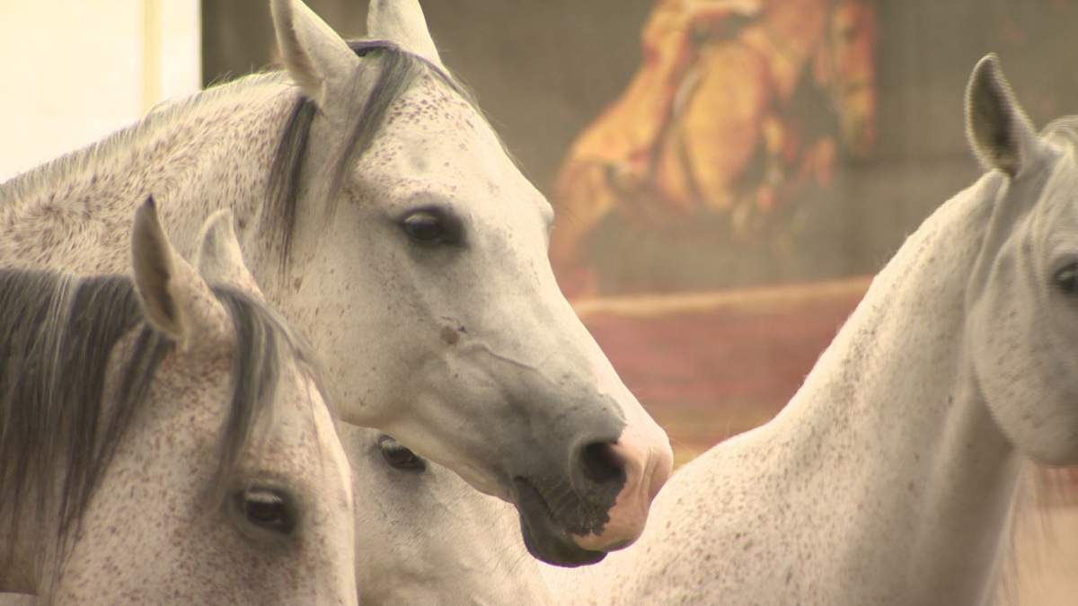 Odysseo is trotting through Montreal starting July 25.