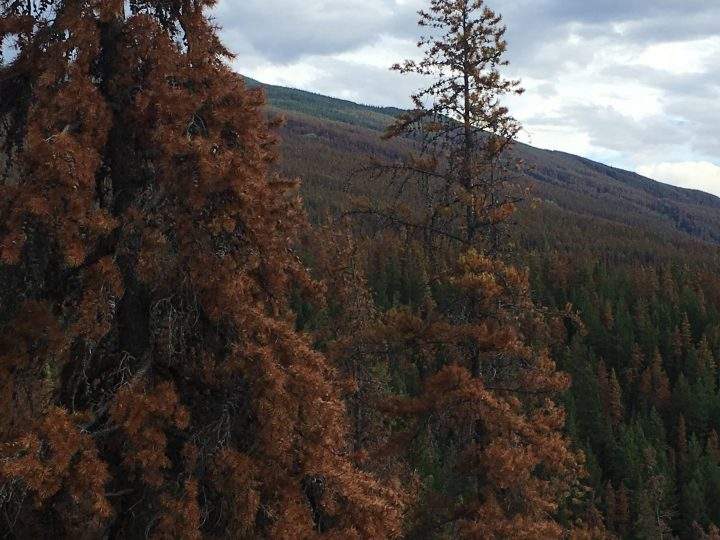 About 93,000 hectares of pine forest in Jasper National Park have been impacted by the mountain pine beetle, posing a huge fire risk.