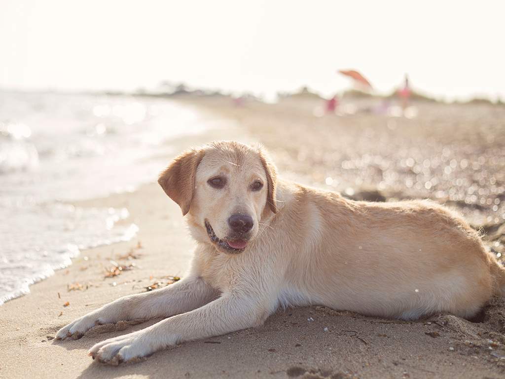 Signs of saltwater poisoning include vomiting, diarrhea, lethargy and inappetance. 