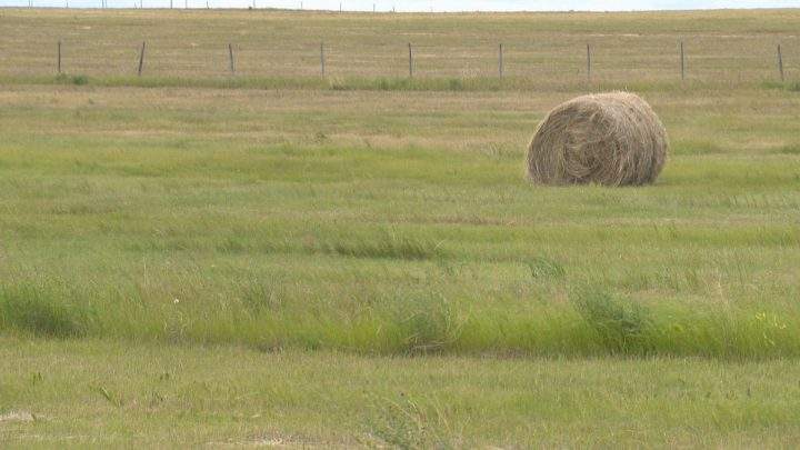 Hay is forecasted to be in short supply in several areas with yields reported to be well below normal, according to Saskatchewan Agriculture’s latest crop report.