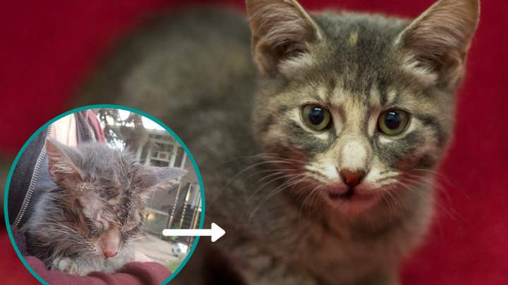 The Saskatoon SPCA said a kitten continues to recover after being doused in pepper spray and tortured for fun.
