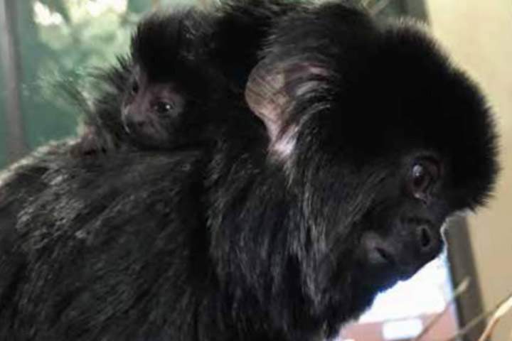 Cuteness is on display at the Saskatoon zoo as proud parents Diego and Leah welcome an infant female Goeldi monkey.