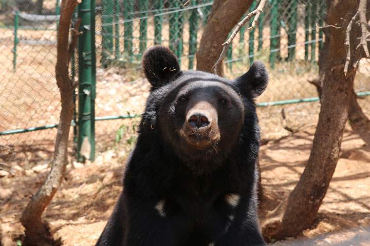 Sukar, or “Sugar”, an Asian black bear, waits in his feeding area at Al Ma’wa.