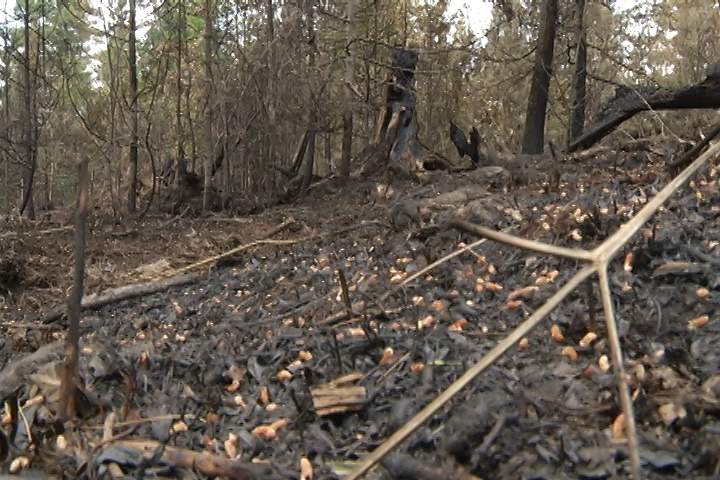 Fire scorched land in Trent Lakes in June 2016. A 12-hectare fire is currently burning in Udra Lake area.