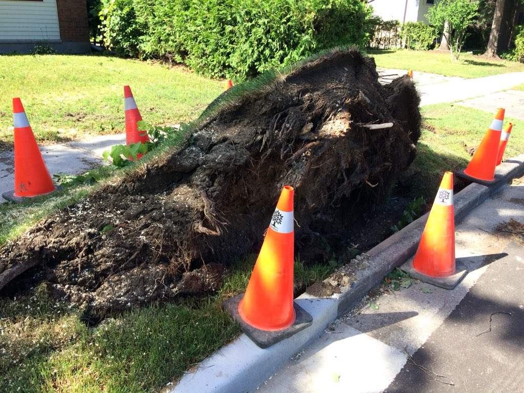 What was left Friday morning, of an uprooted tree that came crashing down on the roof of a house on Castlegrove Boulevard.