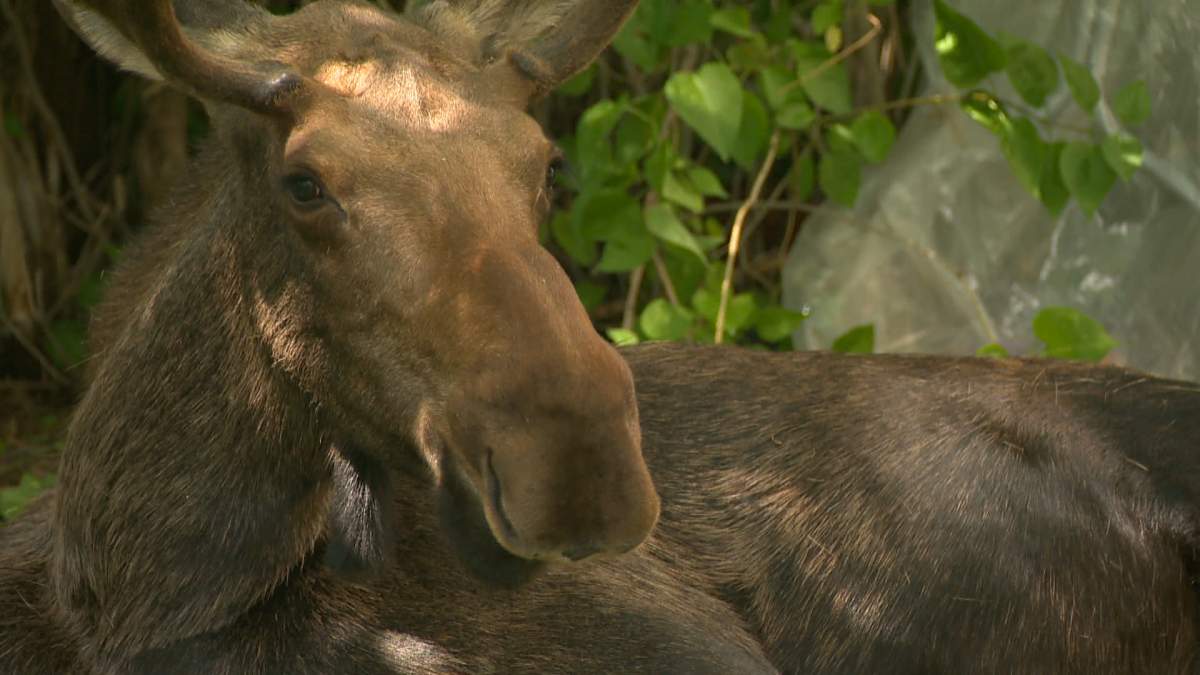 Parks Canada closed Cape Breton's Skyline trail Saturday due to "aggressive moose behaviour.".