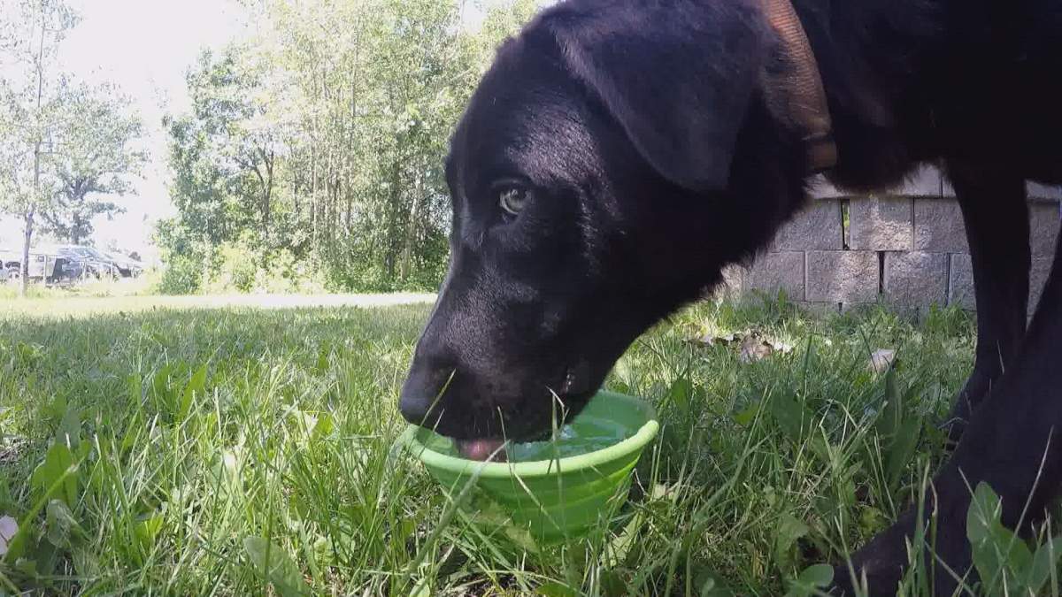 With sizzling temperatures and a heat warning in place, the Winnipeg Humane Society is reminding pet owners to make sure their dogs are staying hydrated.