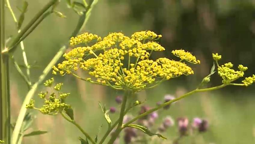 The city urges the public to avoid wild parsnip because of the burn it causes to human skin.