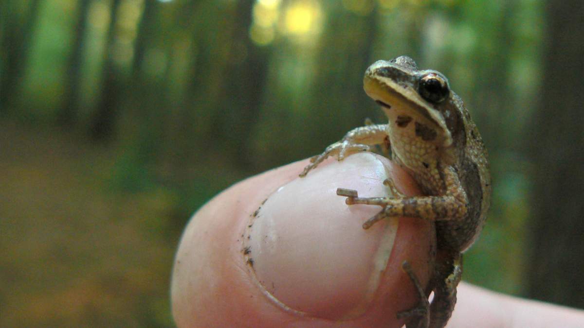 According to the Species At Risk Act (SARA) public registry and Ontario Nature, populations of western chorus frogs have declined by 37 per cent in Quebec and 30 per cent in Ontario over the past decade. 