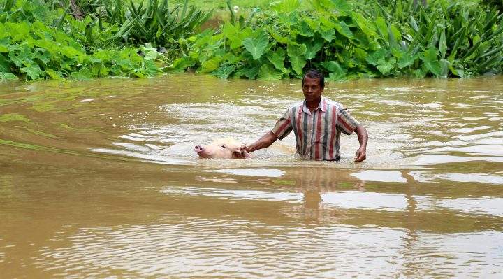 A pig that was swept away in the floods is rescued by a local resident at Varapuzha Kochi, Kerala state, India, 17 August 2018.