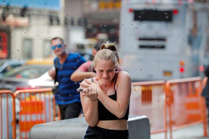 People react to a swarm of bees in Times Square in New York City, on Aug. 28, 2018.