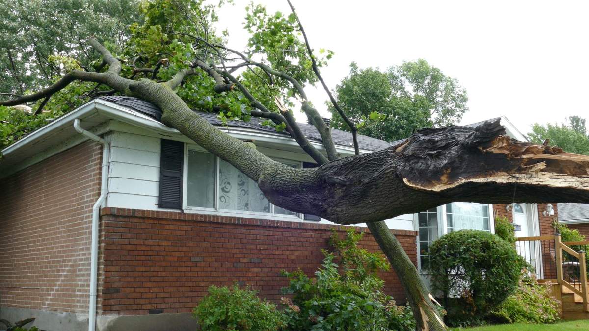 The storm has downed trees in the West Island.