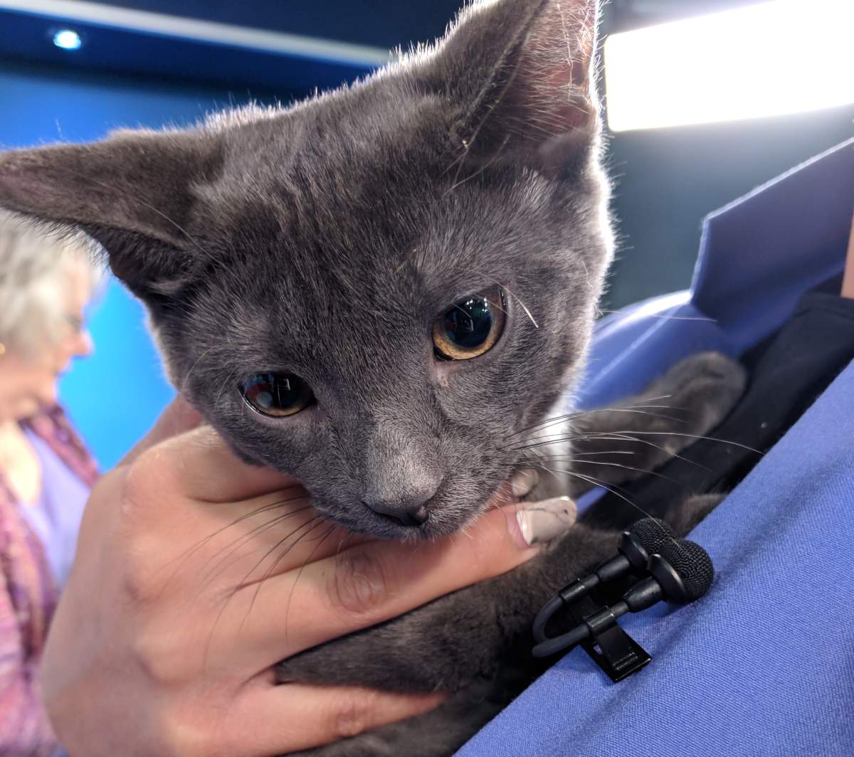 Mitsy is looking for her forever home.
