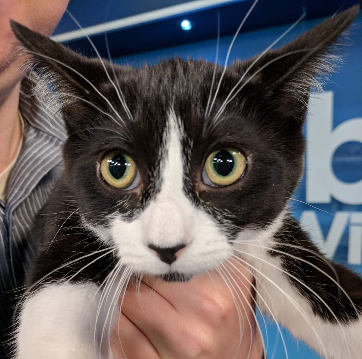 Mitzi is looking for her forever home.