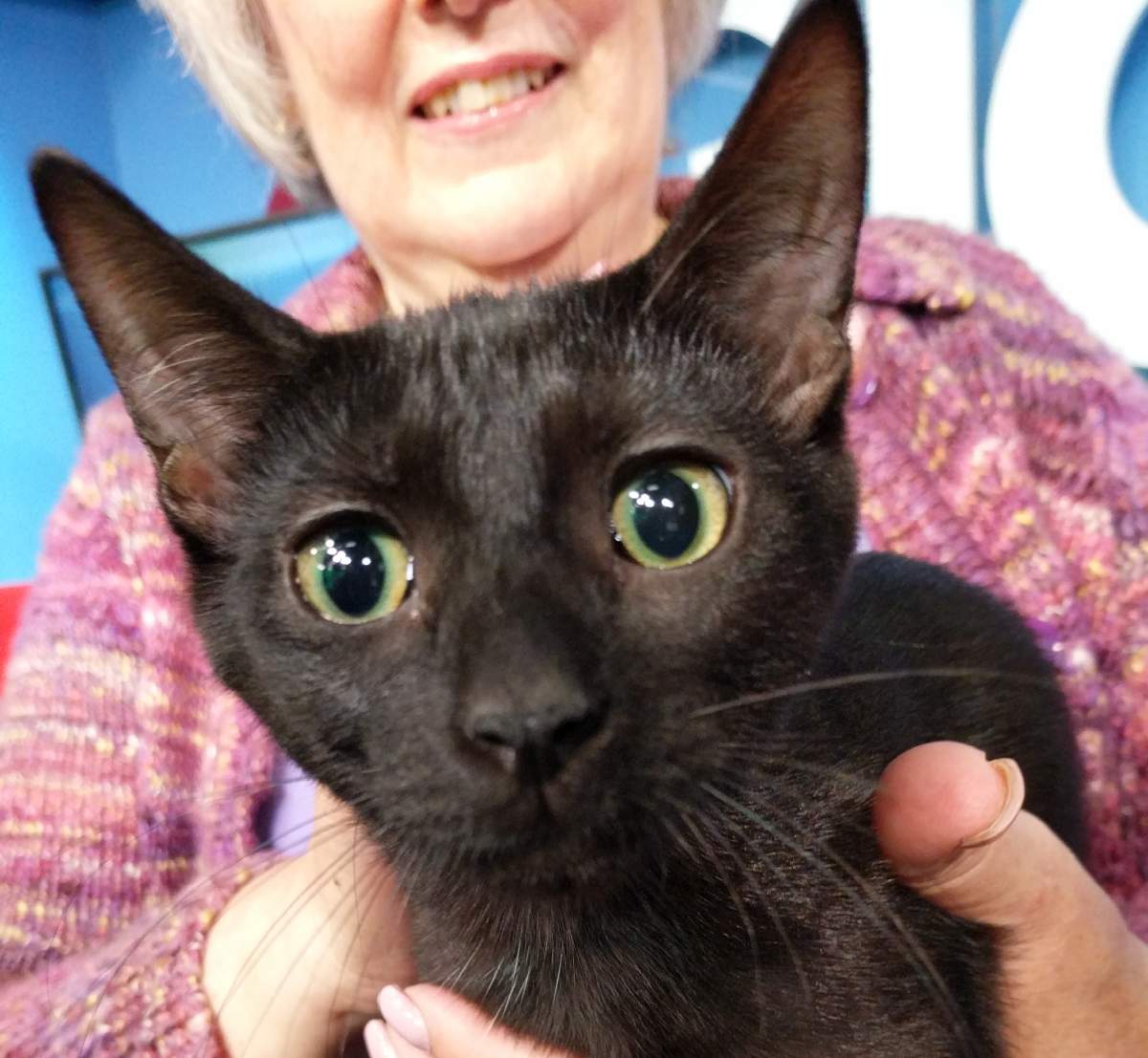 Midnight is looking for her forever home.