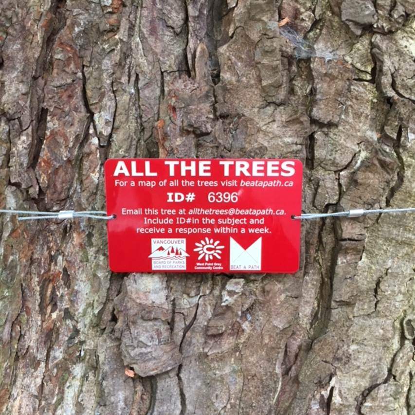 If you were to email a tree in your neighbourhood, what would you say?.