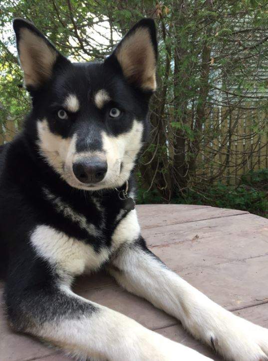 Aspen, a Husky who was taken to emergency after consuming a presumed cannabis product at a public park in St. John’s last week, is shown in this undated handout photo.