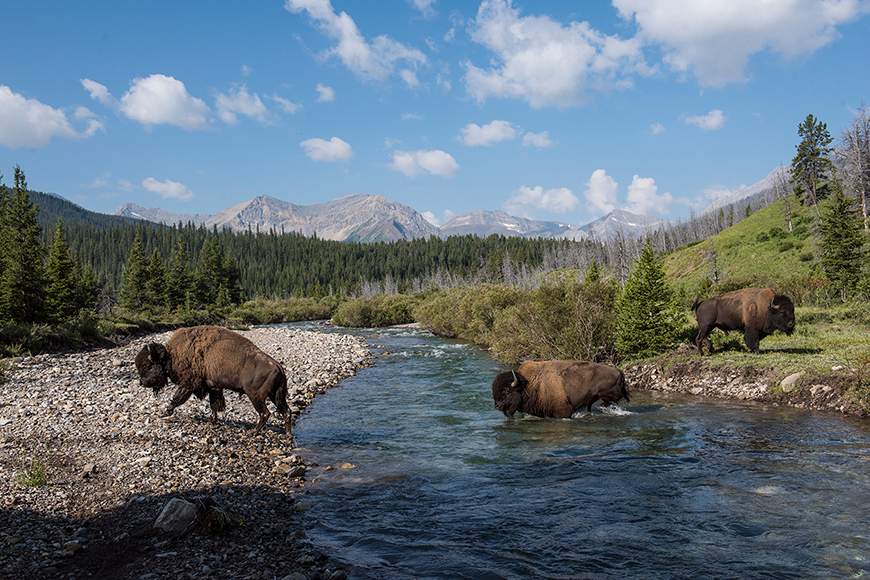 Two bison bulls wandered out of Banff National Park a week after being released.