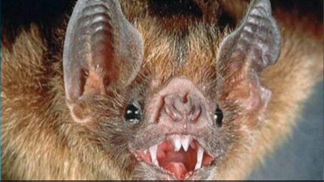 Residents are reminded to avoid contact with wild animals after a bat tested positive for rabies in Burlington.