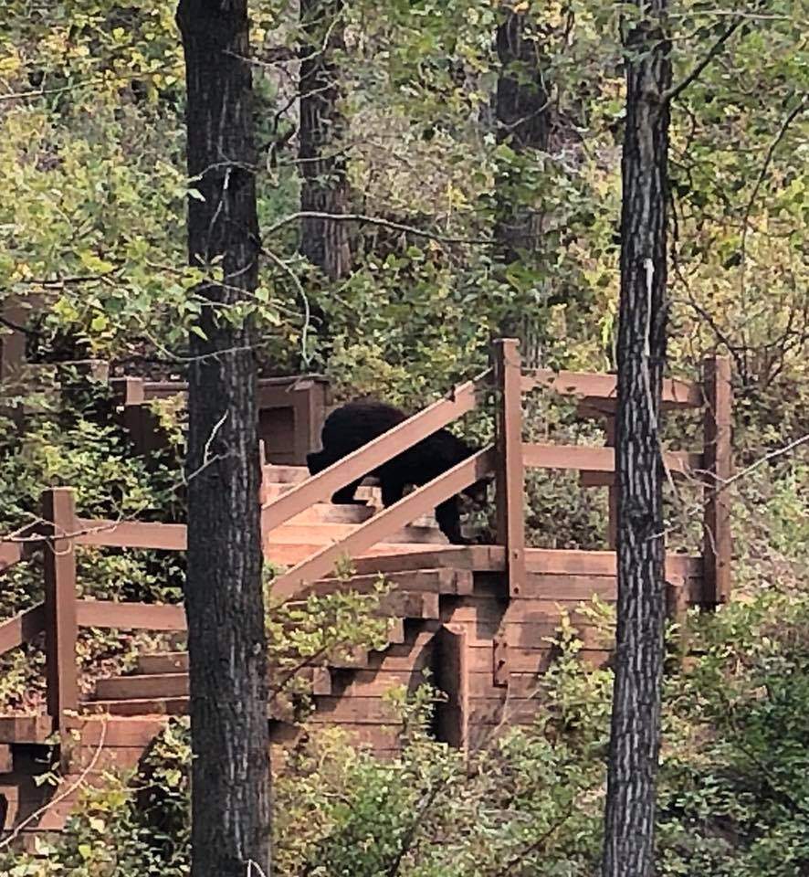 Bear sighting at Riverfront Park in Cochrane.