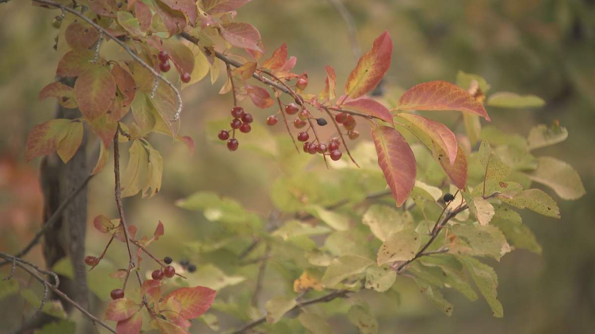 As the berries ripen along the banks of the Bow River in the fall, bears will move along the river valley and they will try to find berries wherever they can.