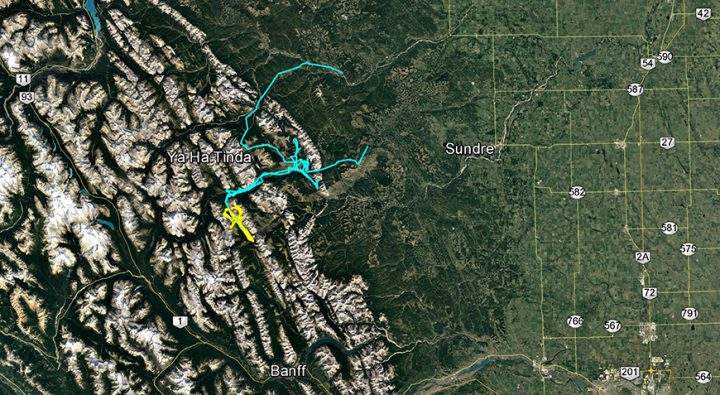 Yellow shows movements of all main herd members while blue shows movement of the two bulls since the date of their release on July 29.