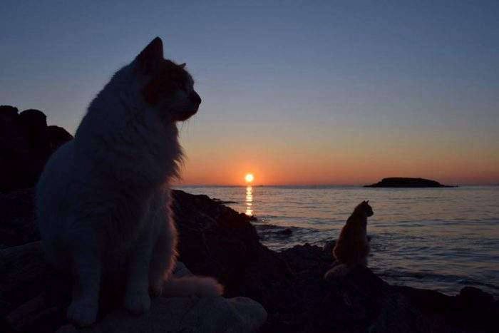 Cats are shown at sunset on the island of Syros, in Greece, at God’s Little People Cat Rescue on Jan. 30, 2018.
