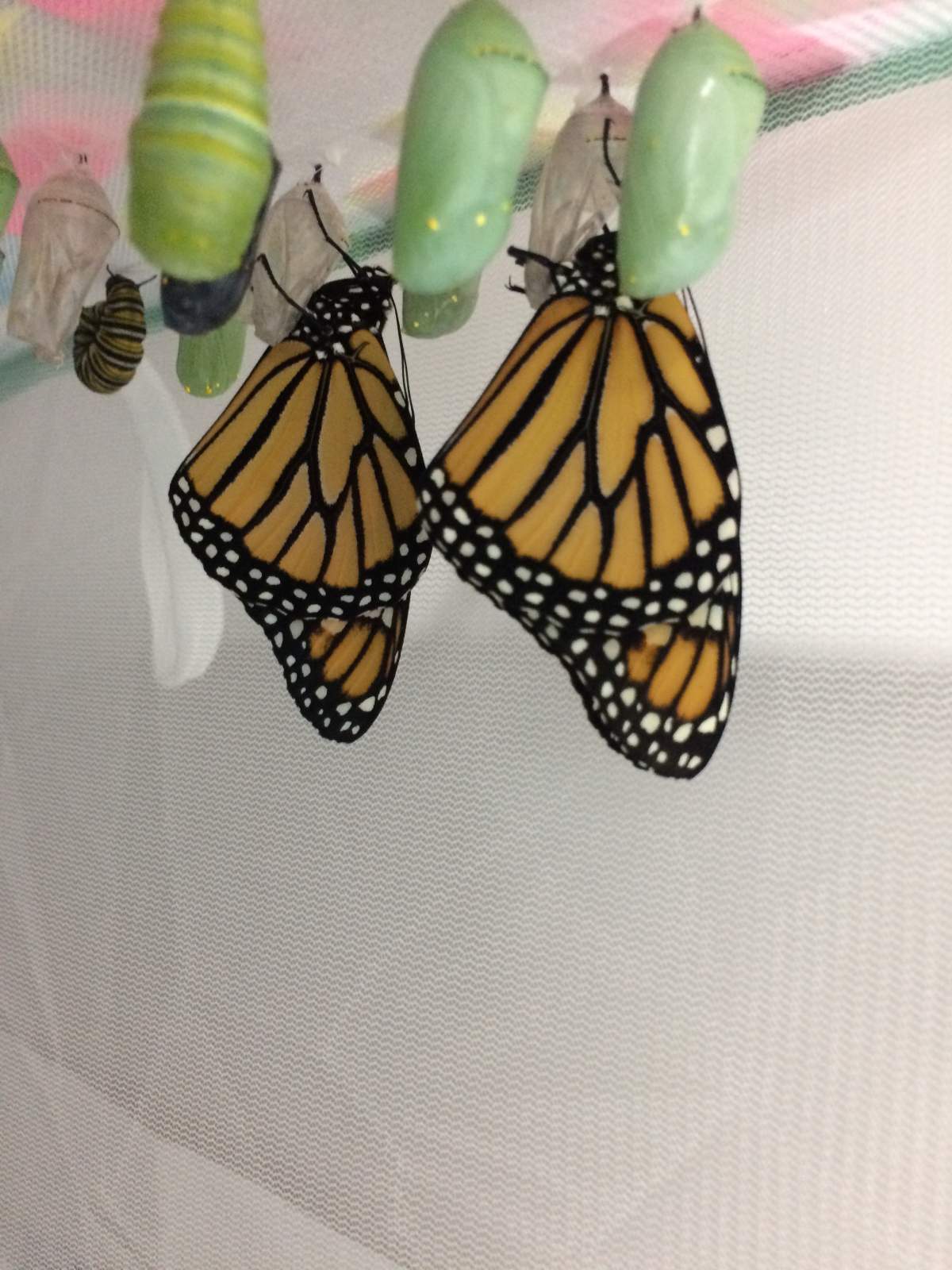 Monarch buterflies, about 30 minutes old.