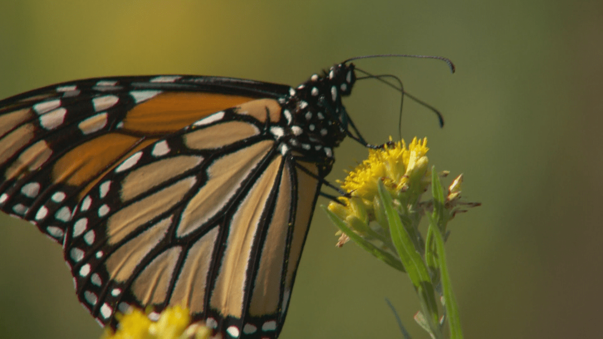 A monarch butterfly.