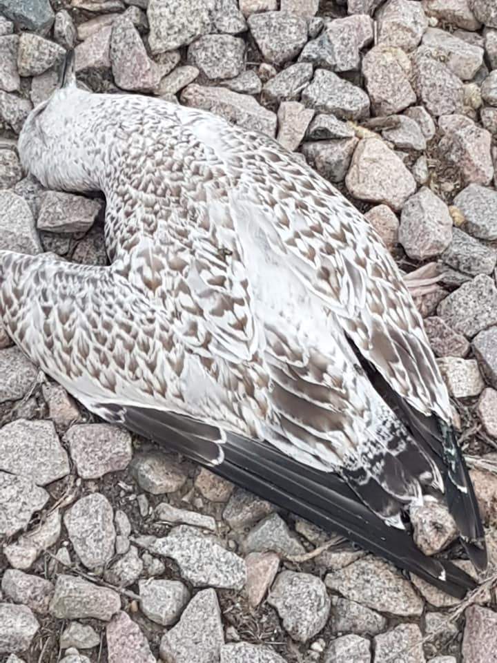 Bird found washed up at Santa Fe Park.