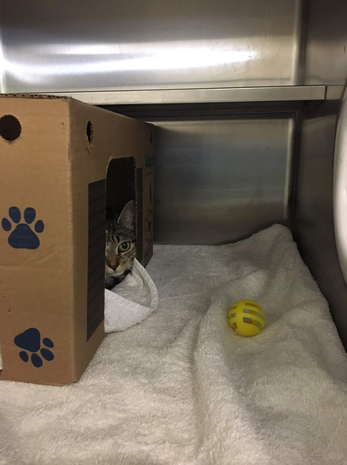 A kitten waits to be adopted at the OSCPA in Cornwall, Ontario.
