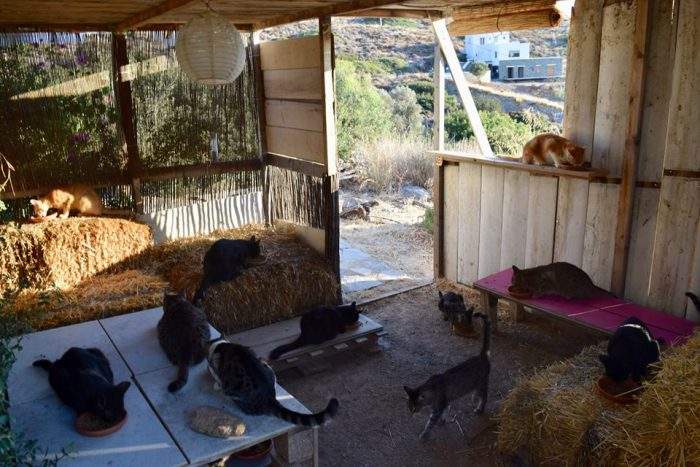 Several cats are shown at God’s Little People Cat Rescue in Syros, Greece.