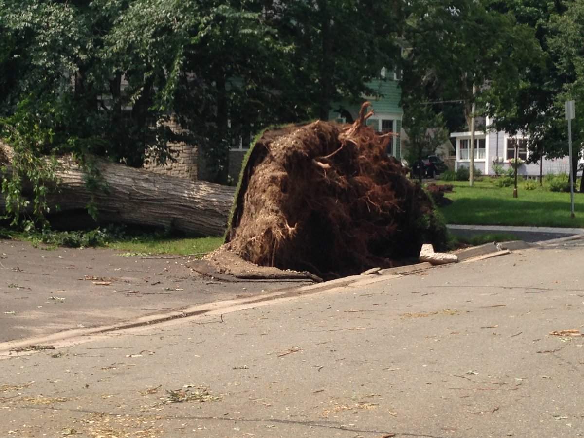 Fredericton cleaning up after storm downs trees, causes power outages - image