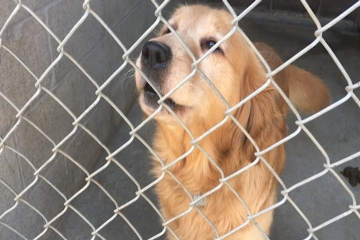 A Colborne woman accused of animal neglect involving dozens of dogs appeared in court on Wednesday.