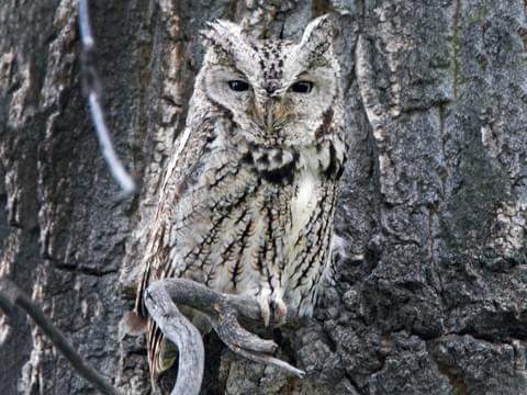 Eastern screech owl.