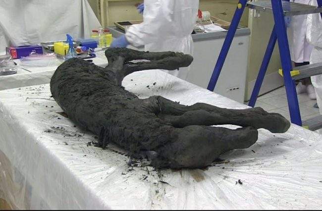 Scientists examine the fossil of a horse in Yakutia, Russia, Aug. 23, 2018.